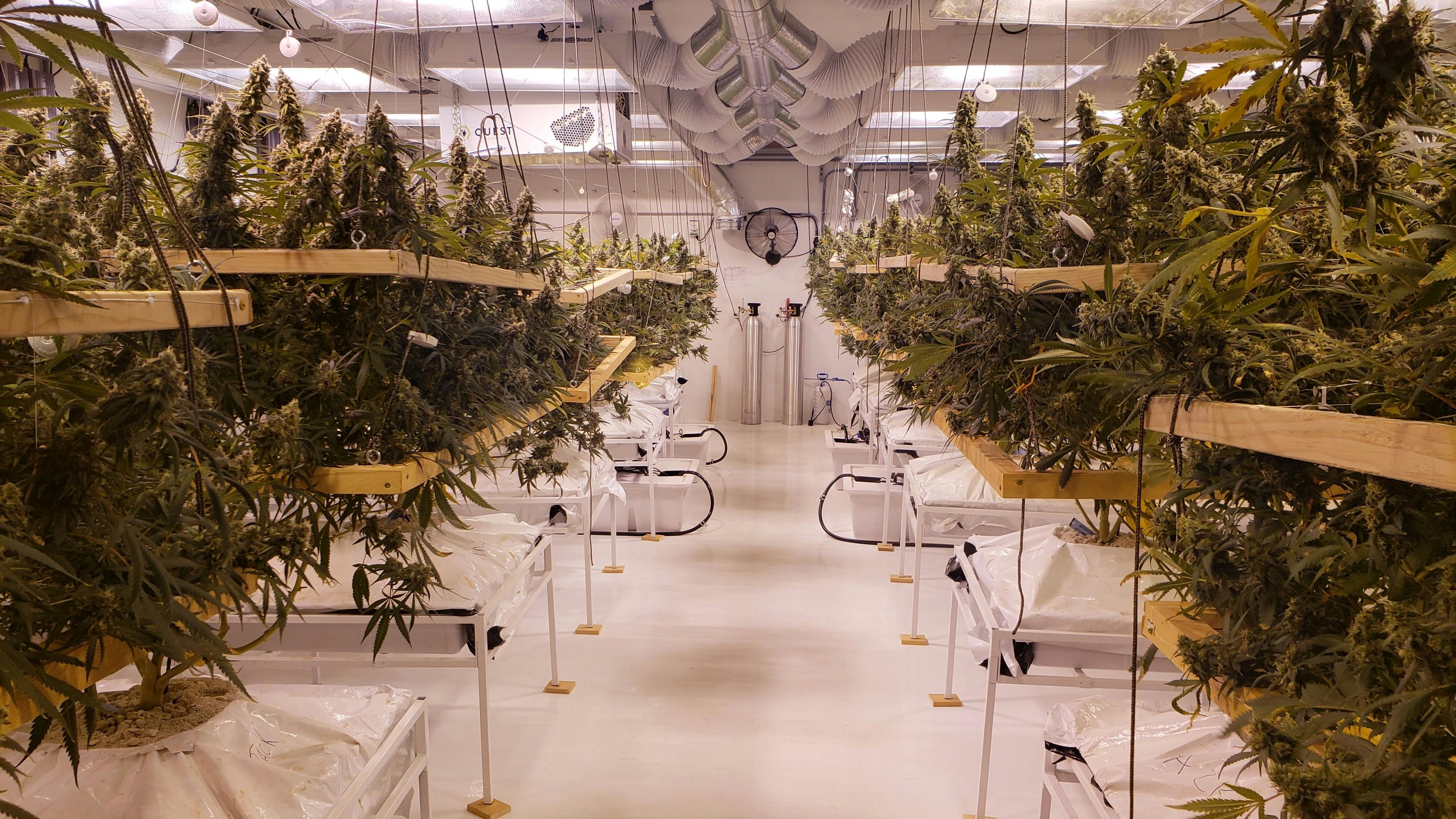 Noble Farms OR SmallBatch Craft Cannabis, Exotic Leafly